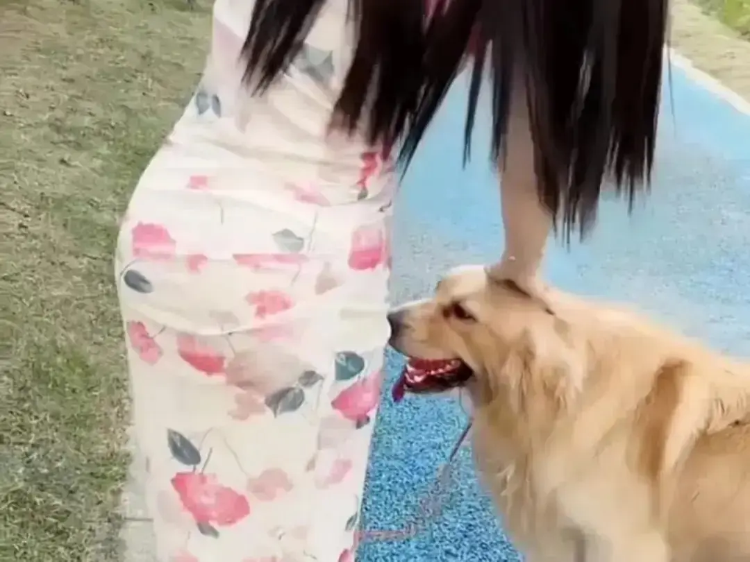 《抖音香香公主与爱犬金毛》高能日常互动在线看-抖音香香公主与爱犬金毛完整版高清播放-无广告免费观看